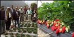 Kapkot strawberry farming