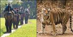 Elephants will protect tigers in Corbett National Park