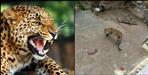 Leopard enters home in Berinag