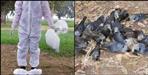 Dead crows in Nizamula Valley