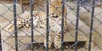 Titu the Leopard 17 Years in Captivity for a Crime He Never Committed