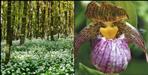 Indias highest herbal garden in Mana village
