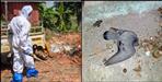Dead pigeon in Rudraprayag Agastyamuni