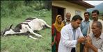 Cow dies 3 days after dog bite in Uttarkashi
