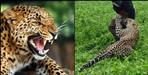 Female leopard attacked 6 people in Jaspur