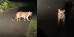 Video of Leopard in Udham Singh Nagar