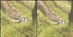 Alto Car fallen in ditch in pithoragarh