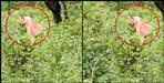 Garhwal Priest dead body found in bushes