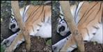 Two tiger died in Corbett park