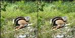 Python swallow Neel gaay cub in haldwani video