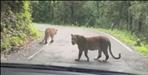 Leopards roaming on roads in Garhwal