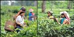 Tea plantations of Assam in Dehradun
