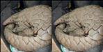 Smuggling of rare species of pangolin in Haldwani