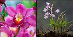 Liparis pygmia orchids seen in Uttarakhand