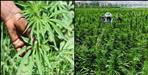 Cannabis cultivation will be done in Pithoragarh