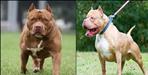 Pitbull dog attack on old age woman in Roorkee