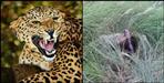 Pauri Garhwal Dhumakot Leopard