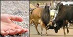 Two bulls fight in Rishikesh innocent child dies
