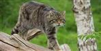 Forest Department gets wild cat in Pithoragarh