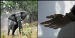 Elephant killed an elderly person in Nainital