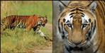 Tigress eats her three cubs in Corbett National Park