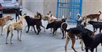 Terror of stray dogs in Dehradun