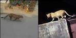 Leopard seen in the villages and markets of Chamoli district