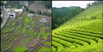 Tea gardens will be built in Gairsain