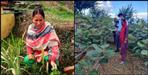 Sita Chauhan Kiwi farming Tehri Garhwal
