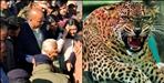 Leopard terrorizes in Pauri Garhwal