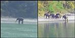 Coronavirus Uttarakhand:Elephants reached the ganges coast in Rishikesh