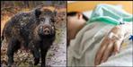 Wild boar attack on a 7-year-old girl in Bageshwar