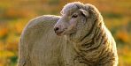240 merino sheep arrives Uttarakhand from australia