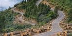 Champawat Bypass Construction 1882 Trees to Be Cut