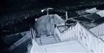 Elephant climbs 50 steps of Garjiya Temple