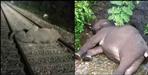 Train elephant collides on Haridwar Dehradun rail track