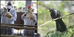 Risk of bird flu in Uttarakhand