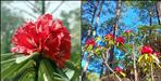Rhododendrons are blooming prematurely in Uttarakhand