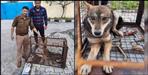 Wolf caught in jolly grant airport
