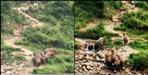 Elephants ran after youths in Kotdwar