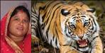 man eater tiger attack on woman in salt almora