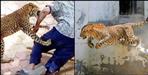 leopard attack couple in Pauri Garhwal