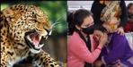 Leopard attack on 5 year old girl in Dangad village of Jyolikot