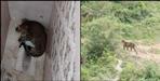Video of Leopard in Srinagar Garhwal