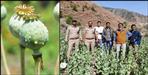 Poppy cultivation in Tehri Garhwal