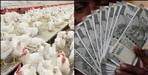 Uttarakhand Offers Up to 63 Lakh Subsidy for Poultry Farms