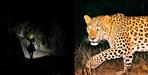 Leopard Snatches 5-Year-Old Child in Rudraprayag