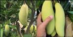 Thailand Species Mango at Pantnagar Kisan Mela