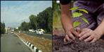 75 thousands tree to be planted in Delhi dehradun highway