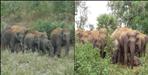 Elephant viral video in uttarakhand hilly area